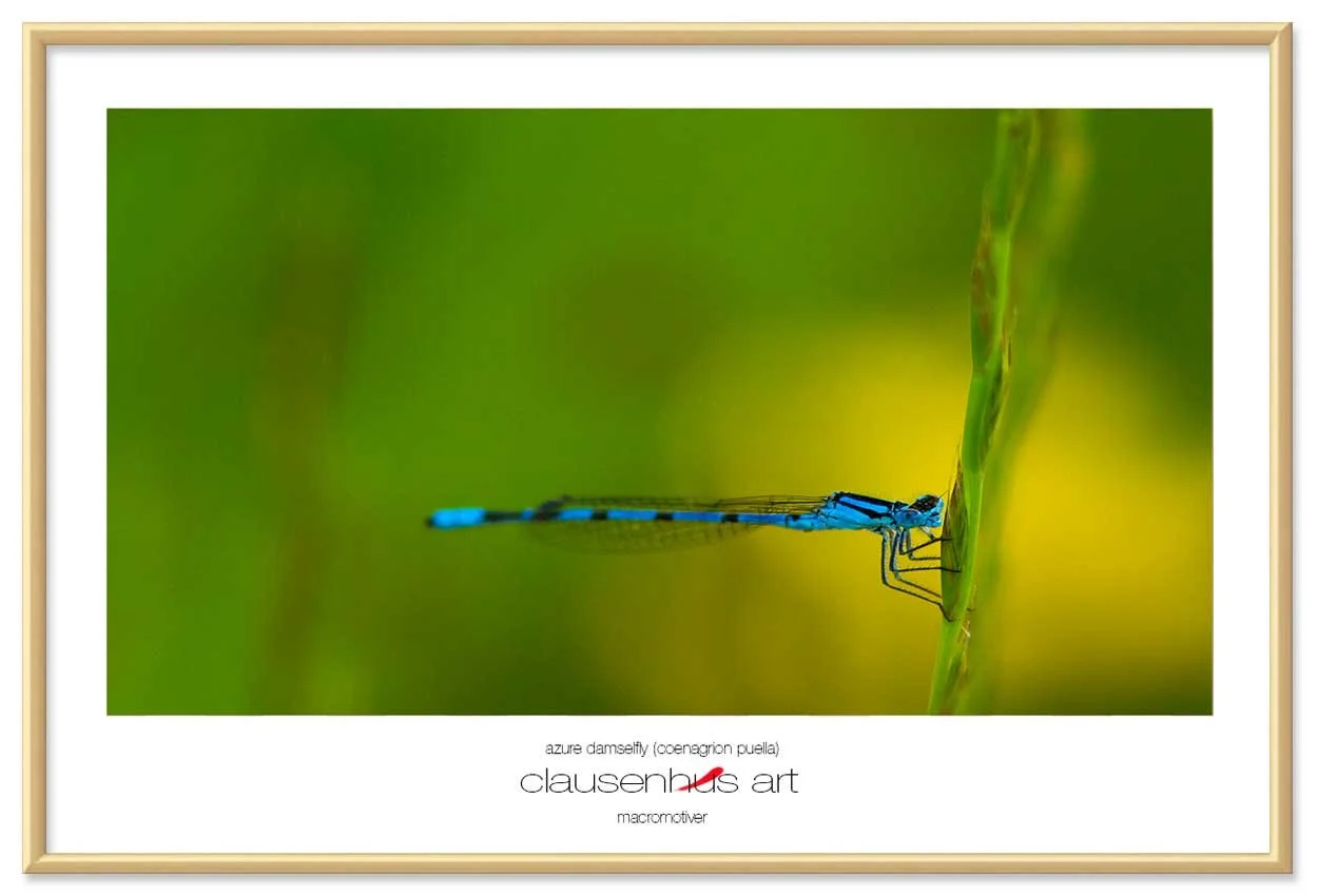 azure-damselfly-(coenagrion-puella)-copy.jpg