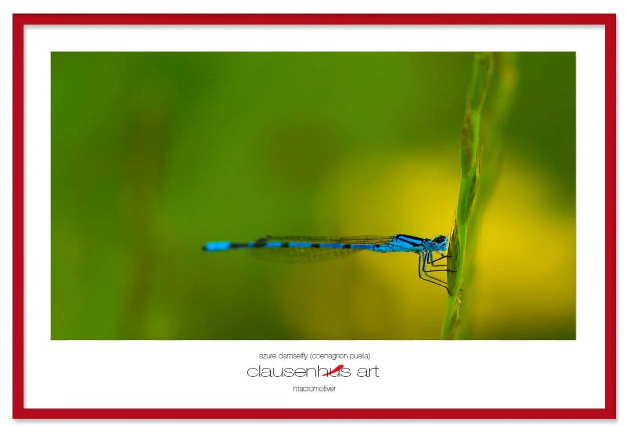 azure-damselfly-(coenagrion-puella)-copy.jpg