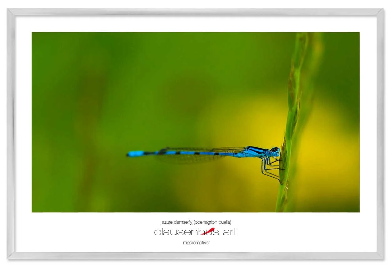 azure-damselfly-(coenagrion-puella)-copy.jpg