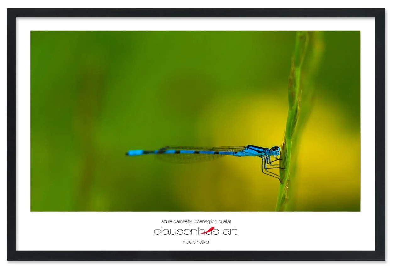 azure-damselfly-(coenagrion-puella)-copy.jpg