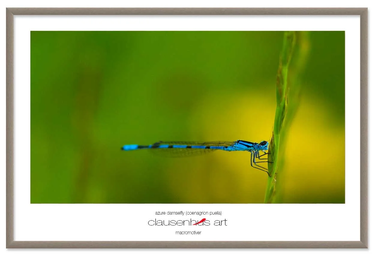 azure-damselfly-(coenagrion-puella)-copy.jpg