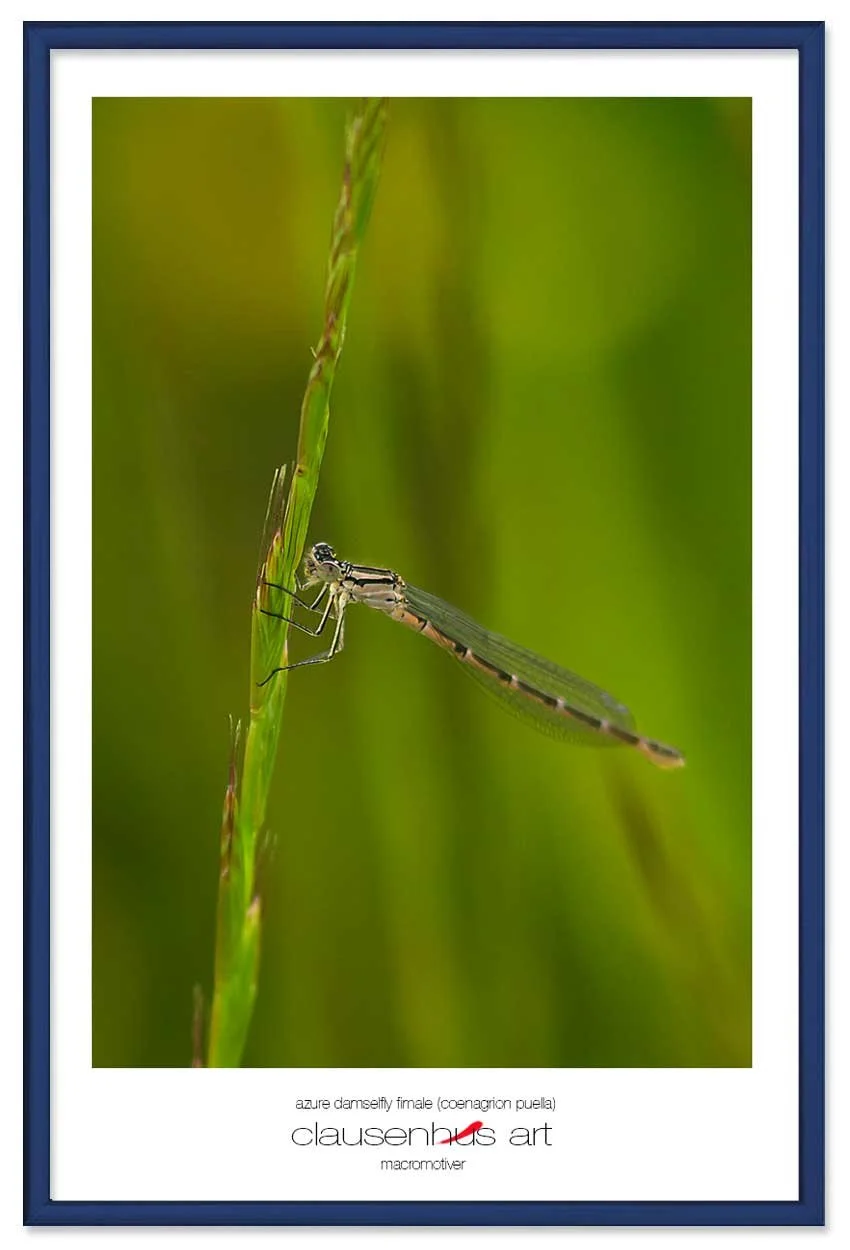 azure-damselfly-fimale-(coenagrion-puella)-copy.jpg
