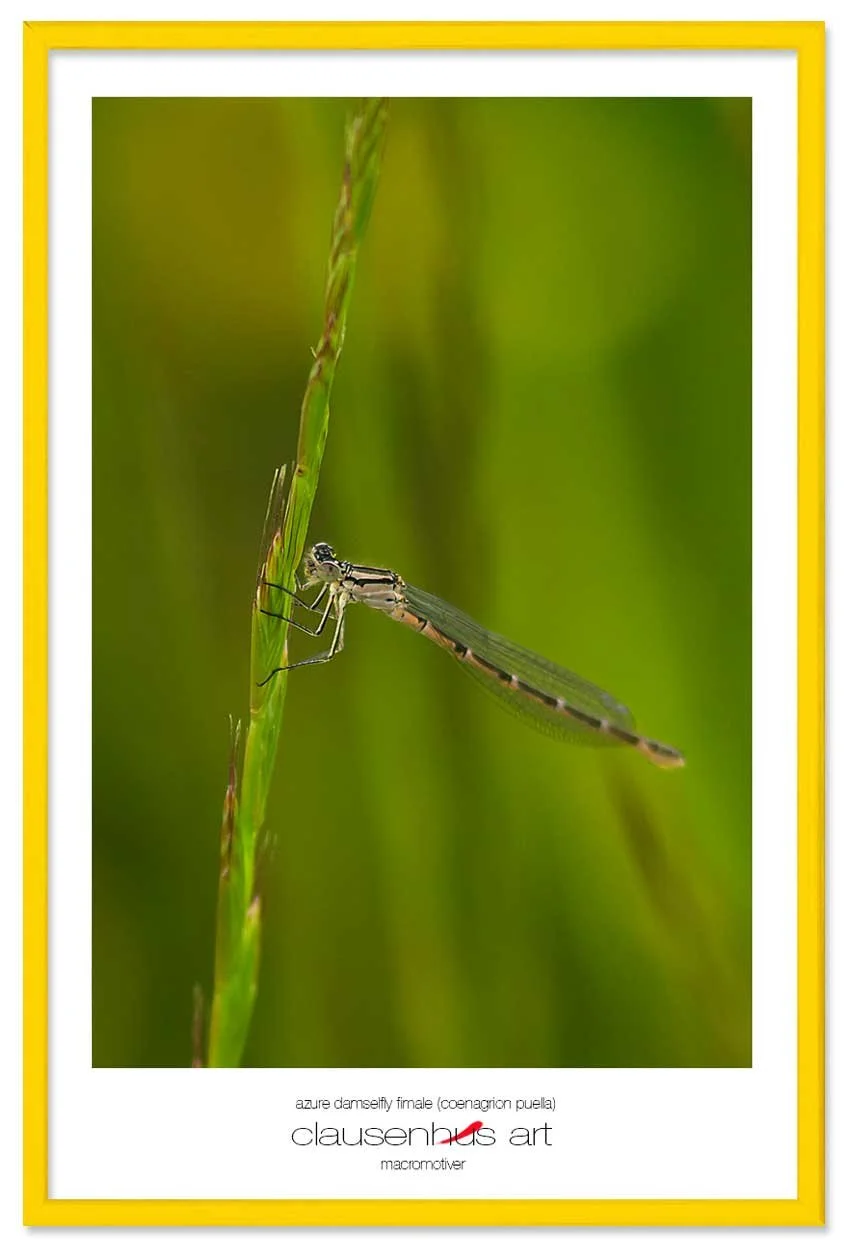 azure-damselfly-fimale-(coenagrion-puella)-copy.jpg