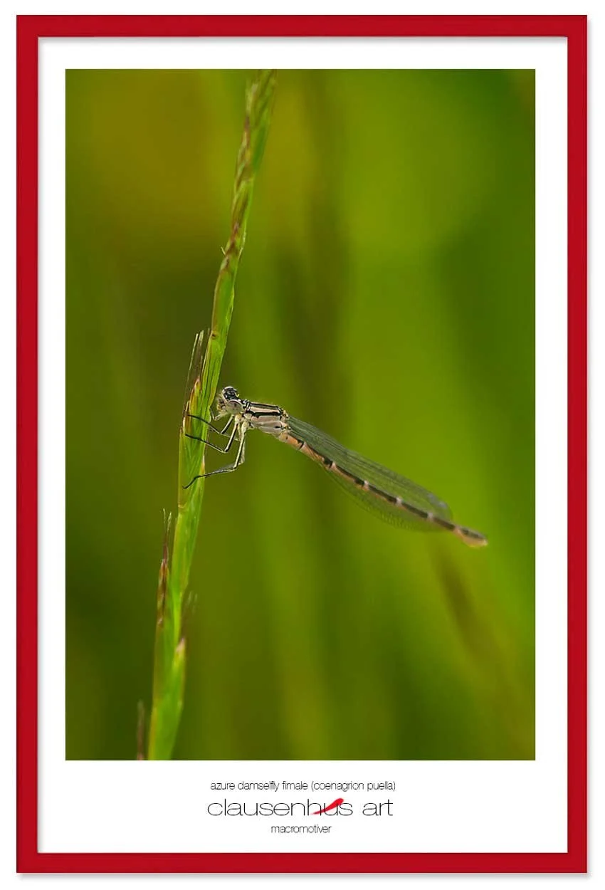 azure-damselfly-fimale-(coenagrion-puella)-copy.jpg