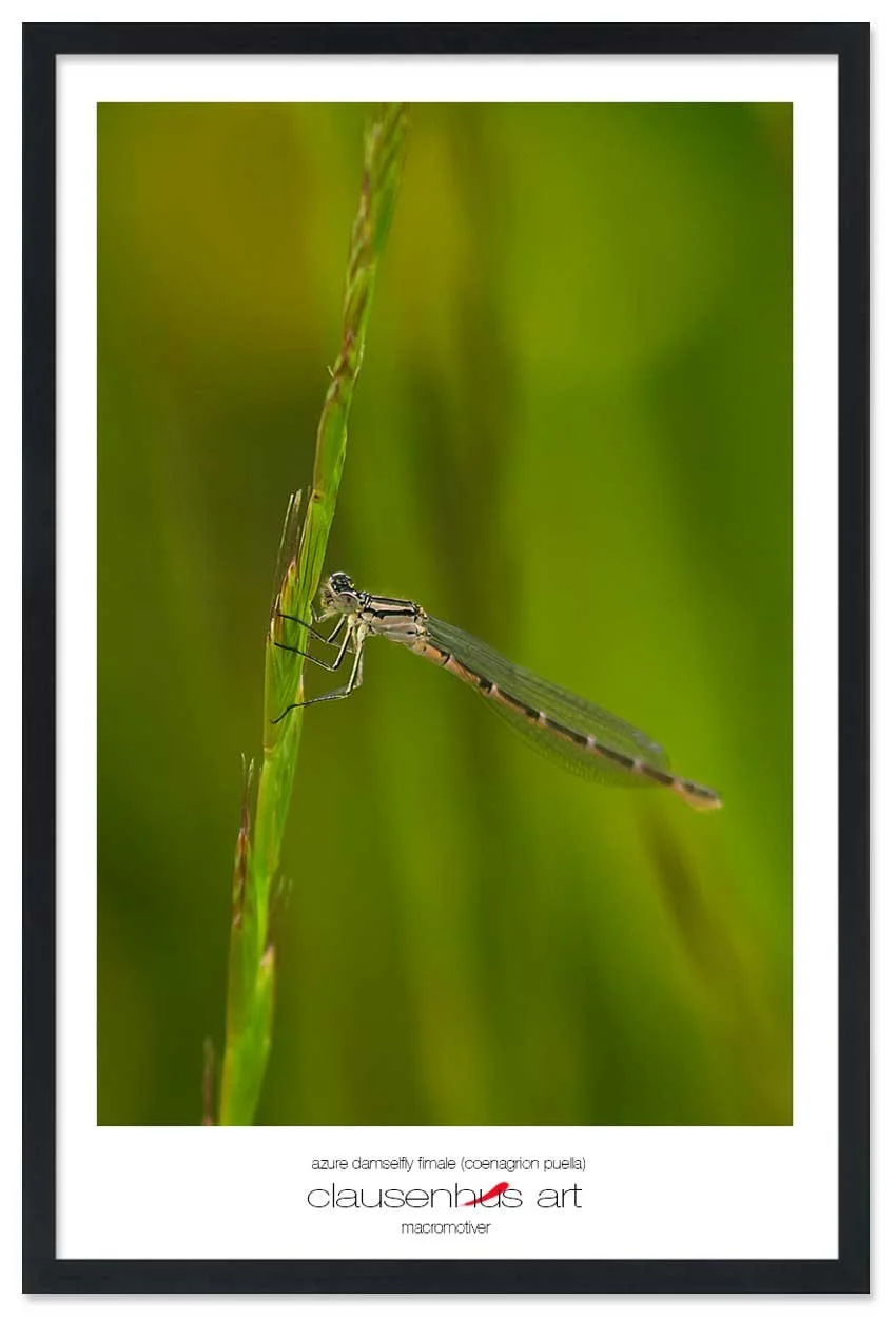 azure-damselfly-fimale-(coenagrion-puella)-copy.jpg