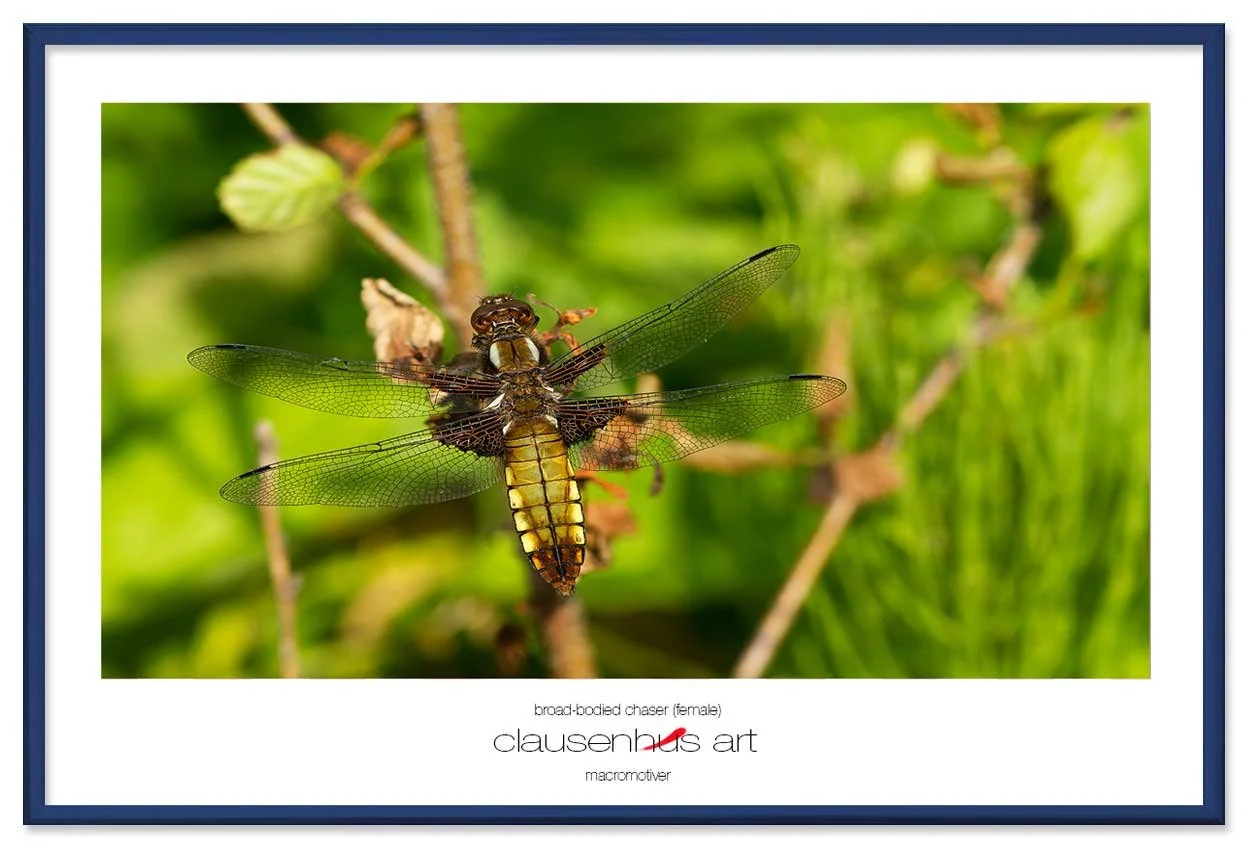broad-bodied-chaser-(female)-copy.jpg