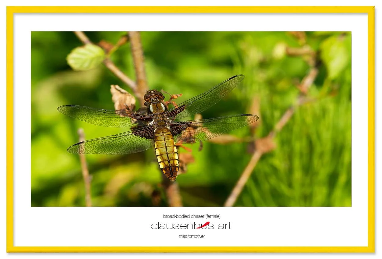 broad-bodied-chaser-(female)-copy.jpg