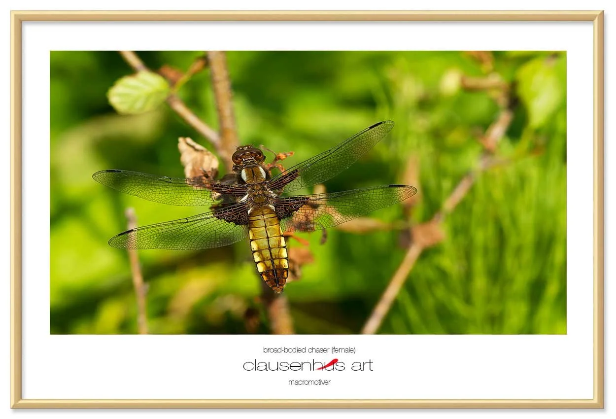 broad-bodied-chaser-(female)-copy.jpg