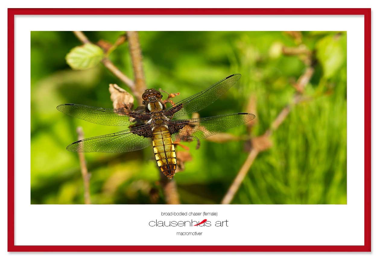 broad-bodied-chaser-(female)-copy.jpg