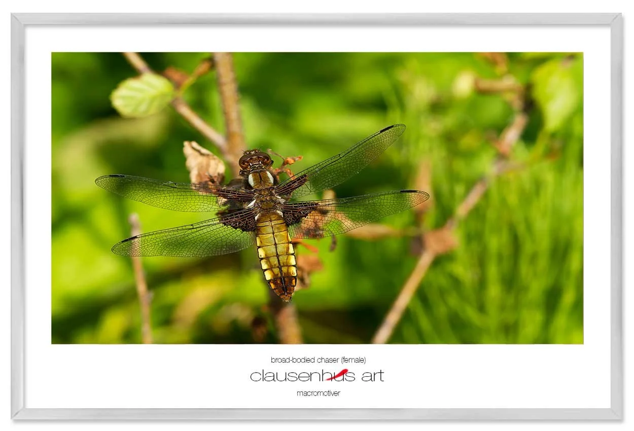 broad-bodied-chaser-(female)-copy.jpg