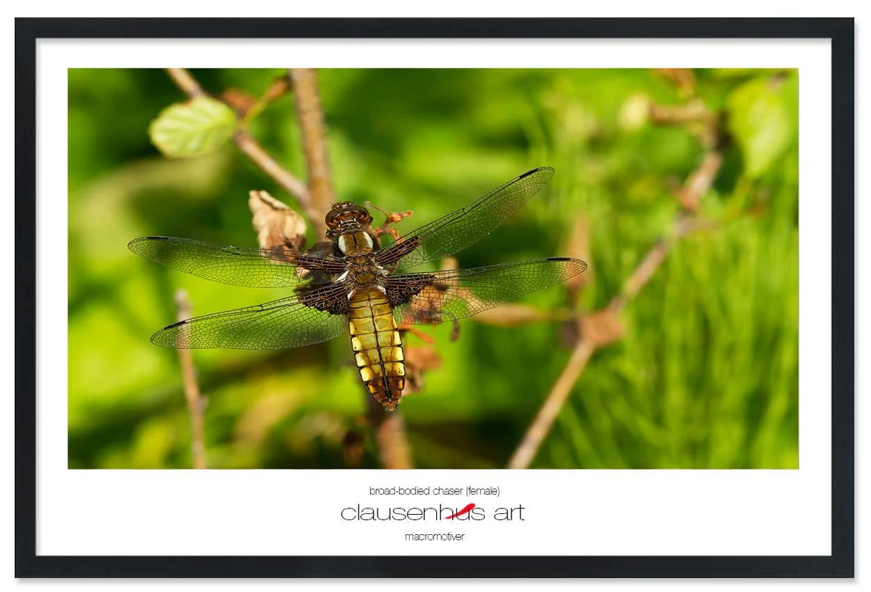 broad-bodied-chaser-(female)-copy.jpg