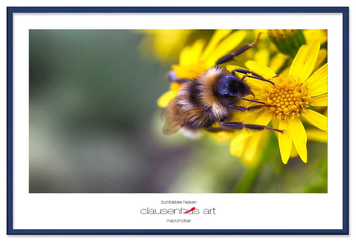 bumblebee-heaven-copy.jpg