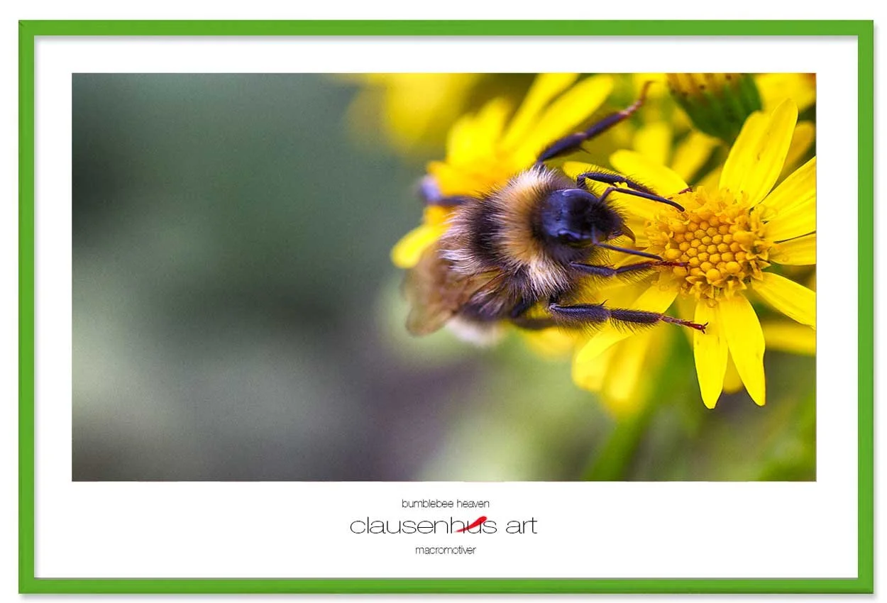 bumblebee-heaven-copy.jpg
