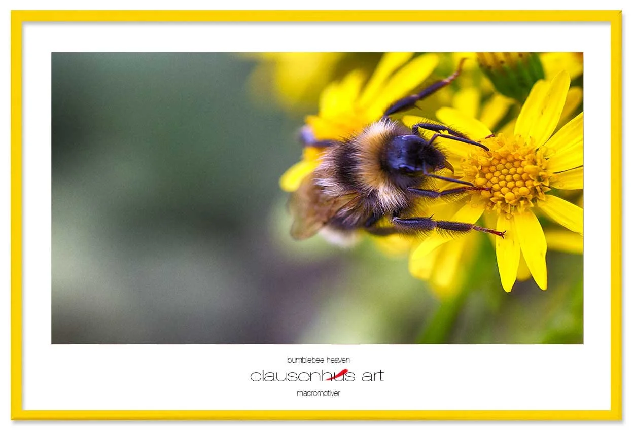 bumblebee-heaven-copy.jpg