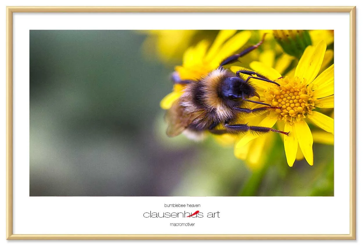 bumblebee-heaven-copy.jpg