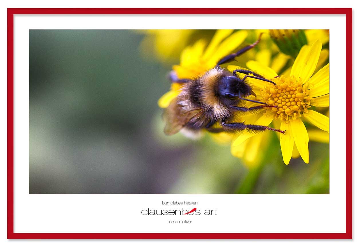 bumblebee-heaven-copy.jpg