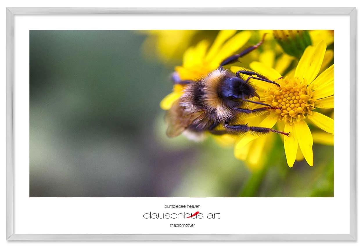 bumblebee-heaven-copy.jpg