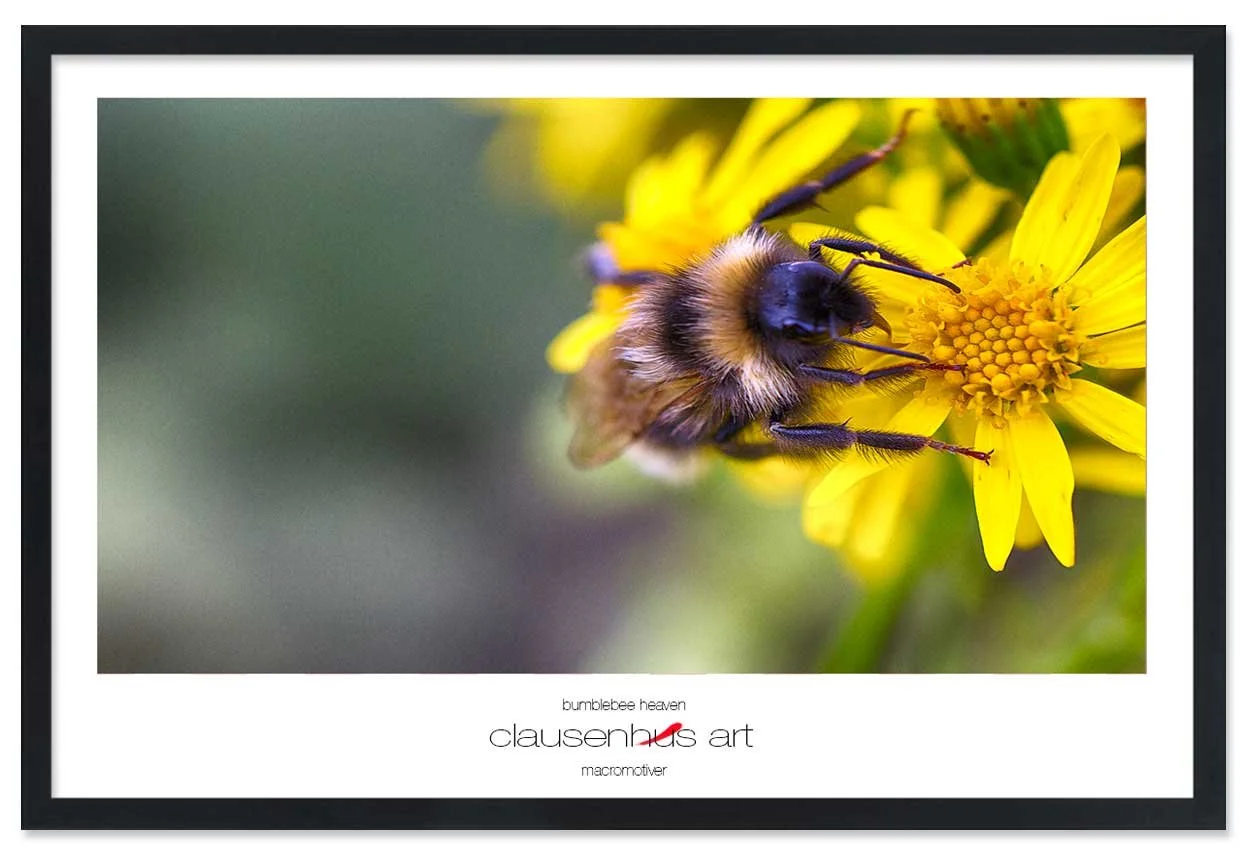 bumblebee-heaven-copy.jpg