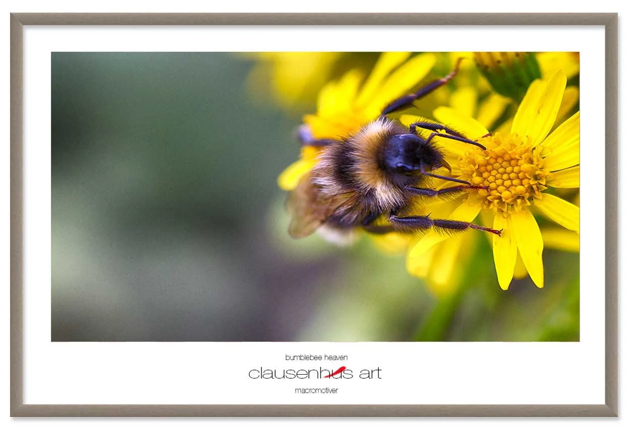 bumblebee-heaven-copy.jpg
