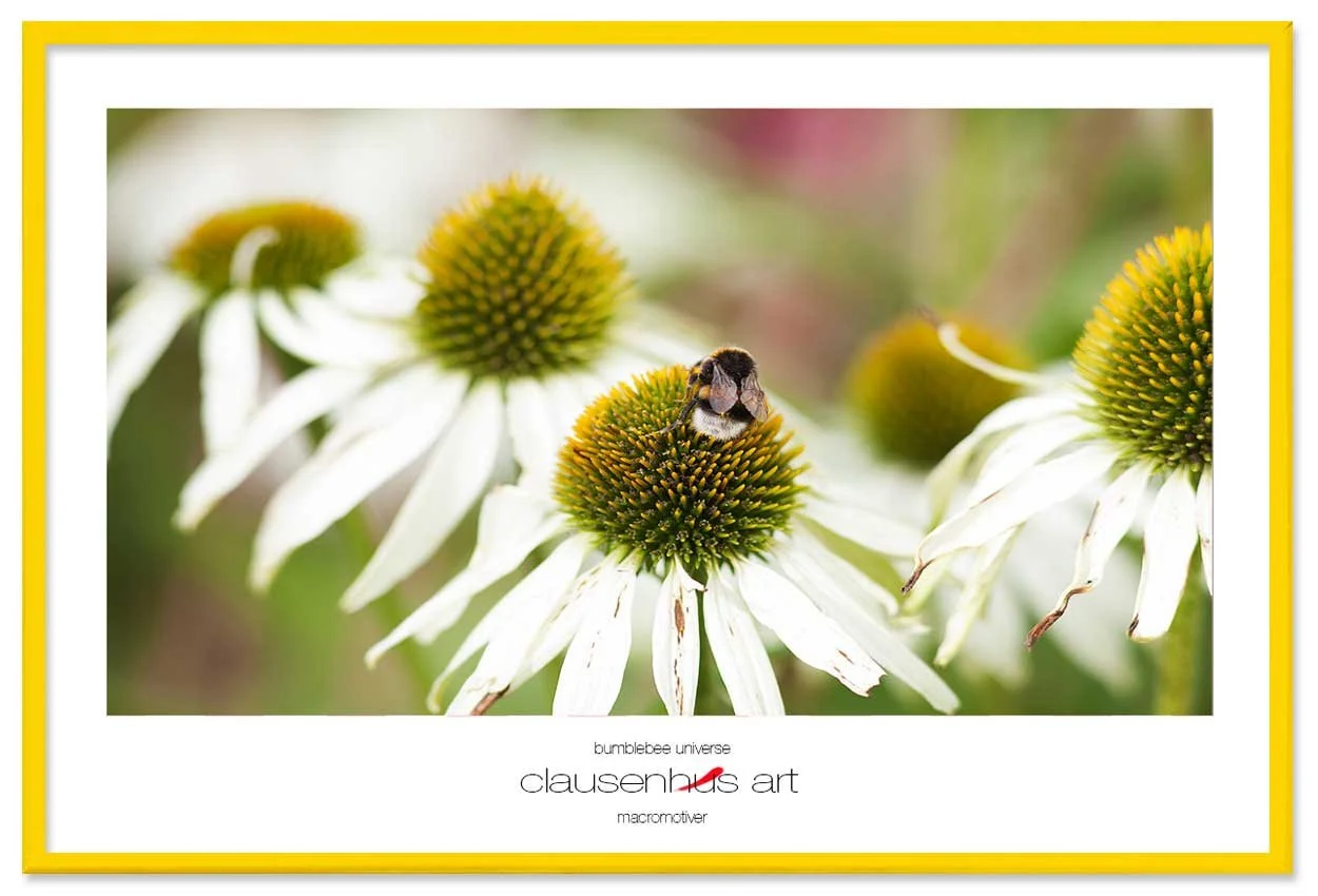 bumblebee-universe-copy.jpg