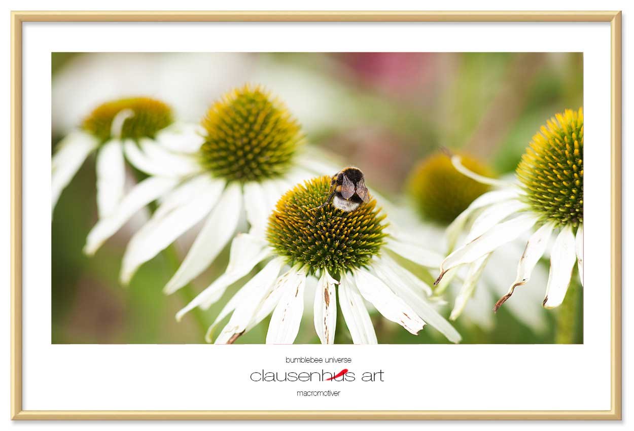bumblebee-universe-copy.jpg