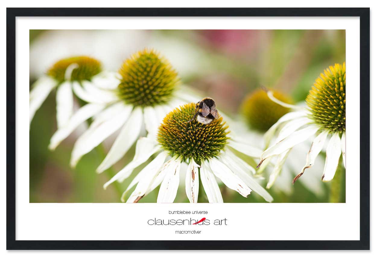 bumblebee-universe-copy.jpg