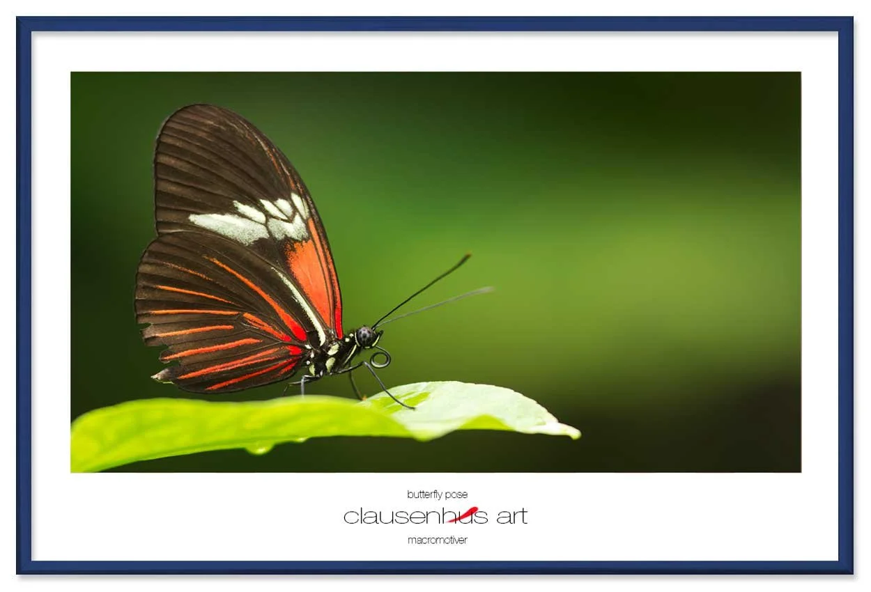 butterfly-pose-copy.jpg