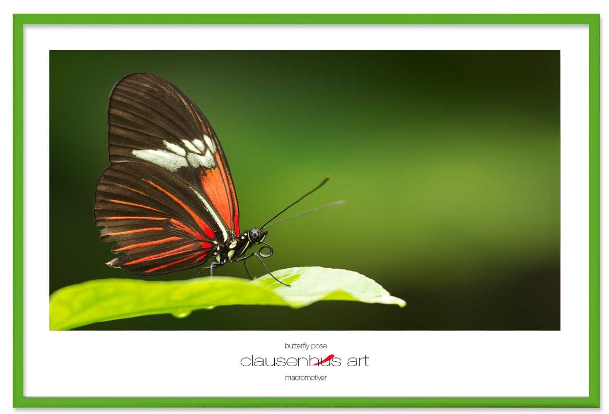 butterfly-pose-copy.jpg