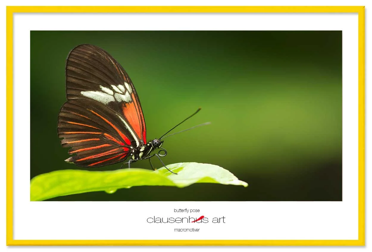 butterfly-pose-copy.jpg