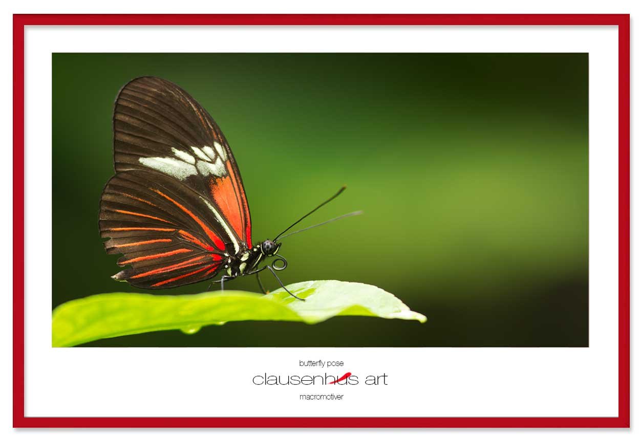 butterfly-pose-copy.jpg