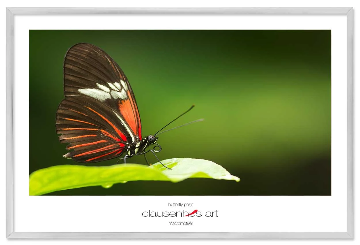butterfly-pose-copy.jpg
