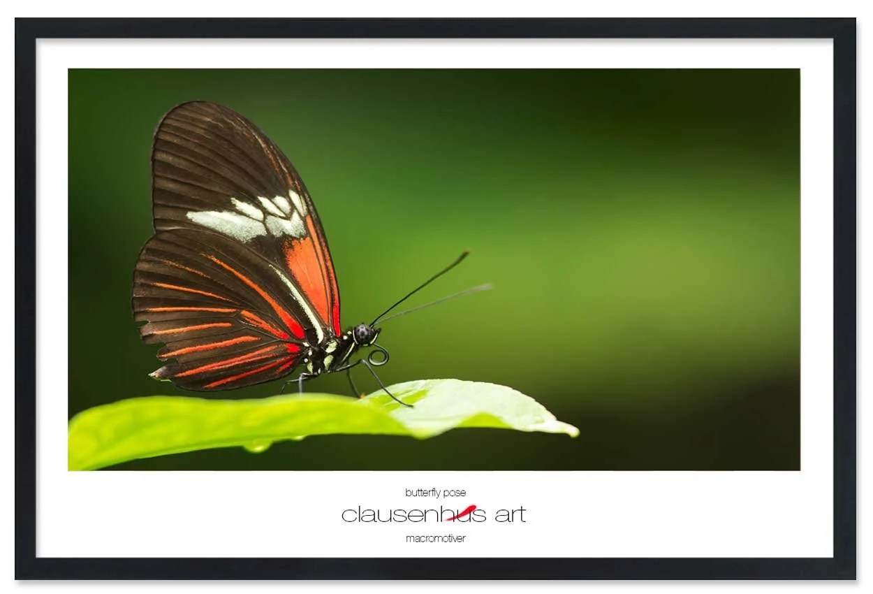 butterfly-pose-copy.jpg