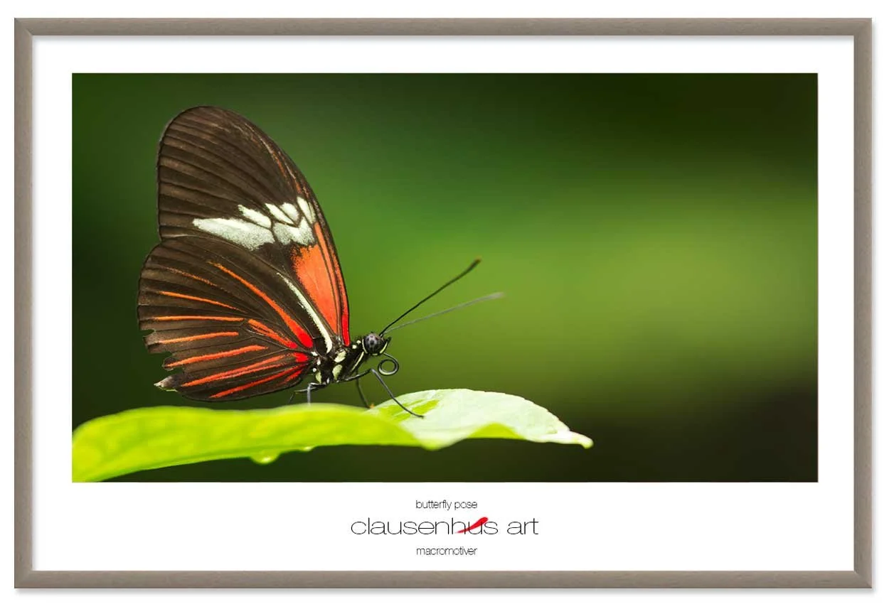 butterfly-pose-copy.jpg