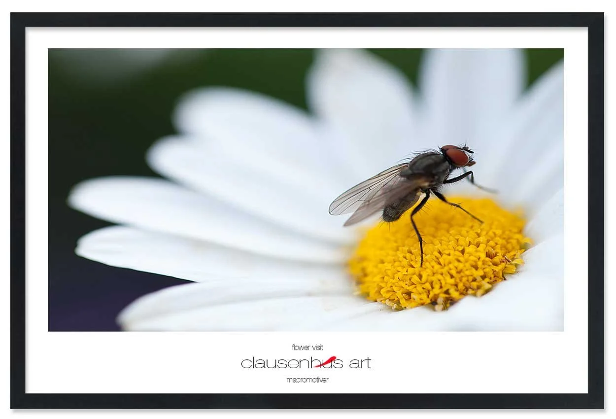 flower-visit-copy.jpg