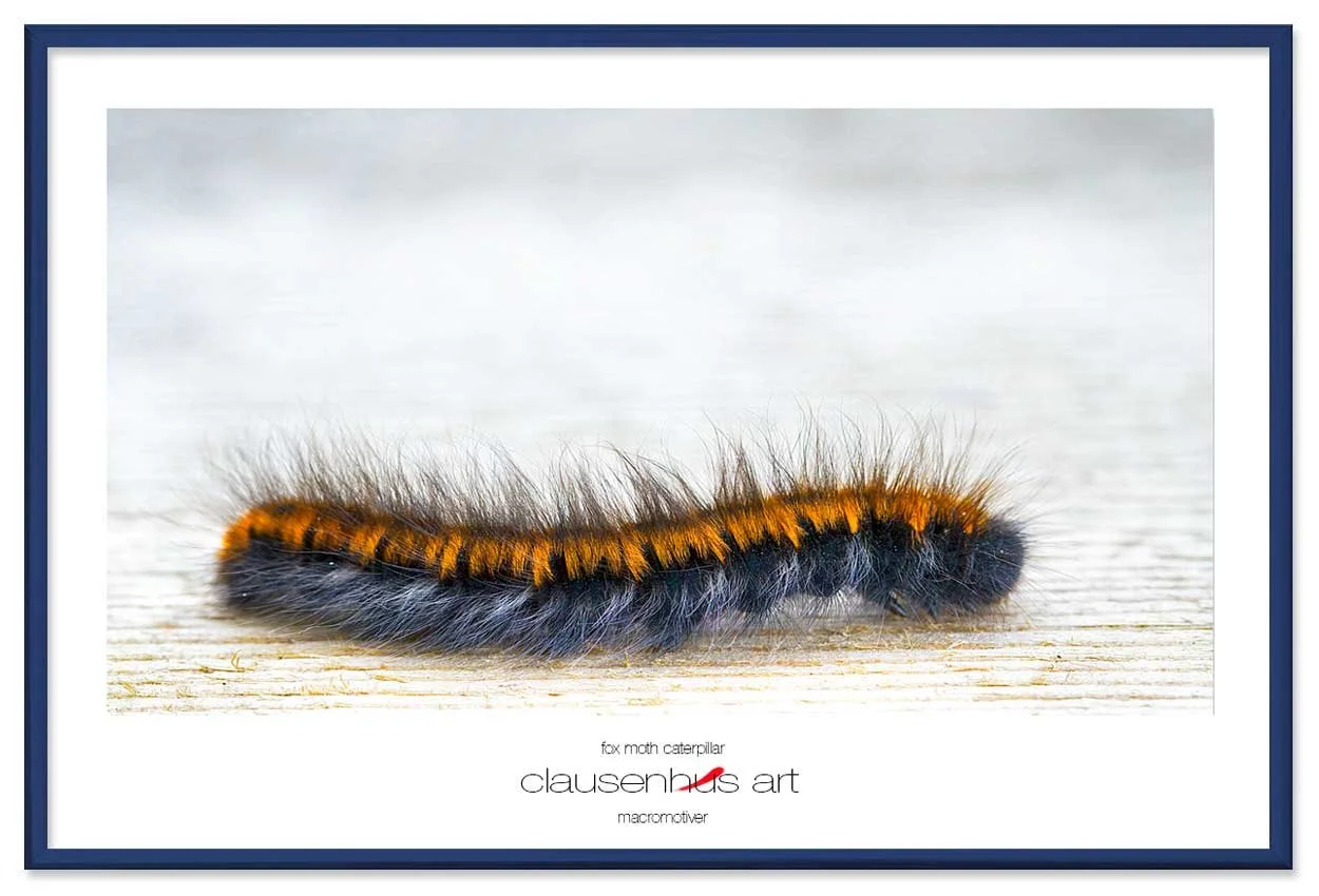 fox-moth-caterpillar-copy.jpg
