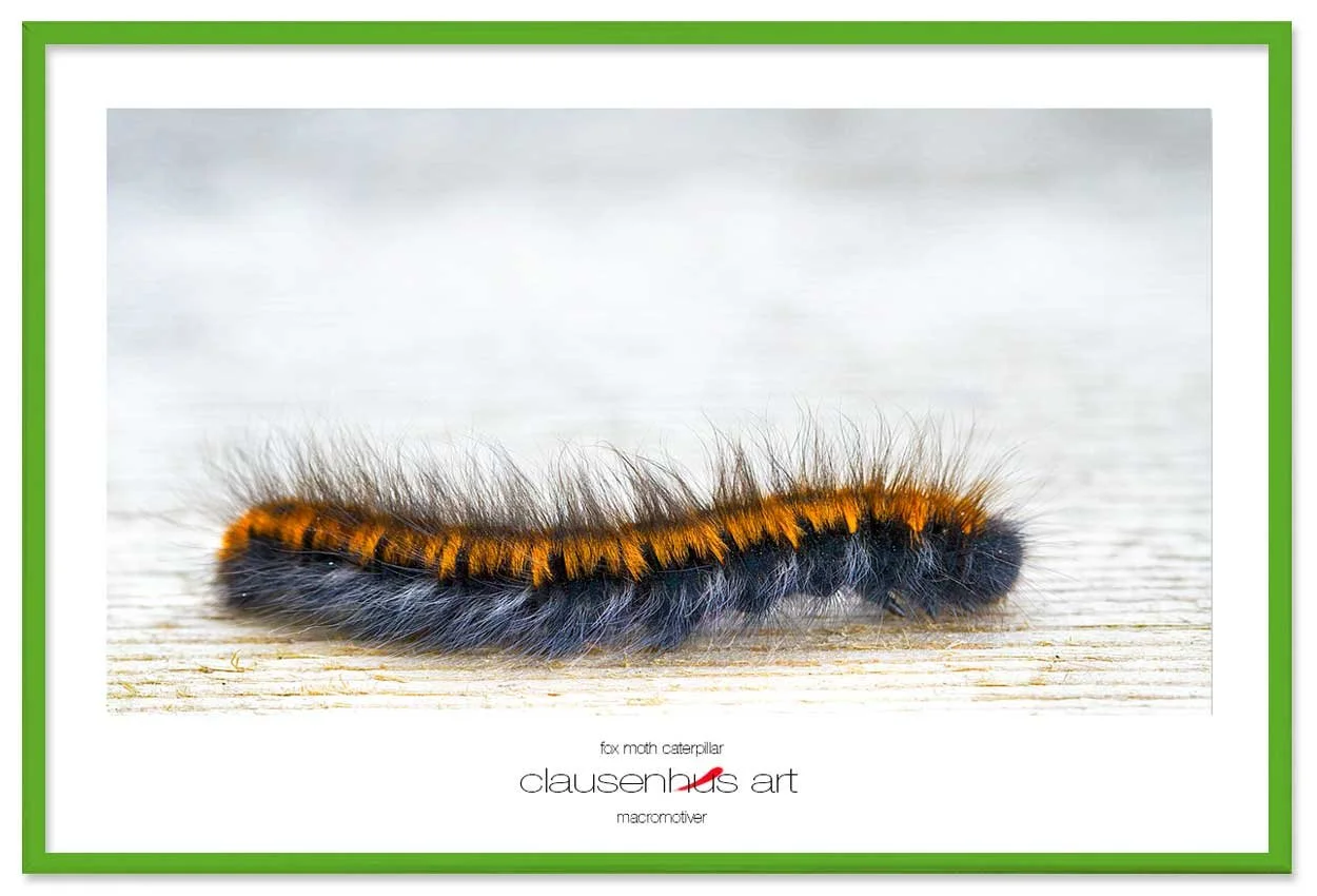 fox-moth-caterpillar-copy.jpg