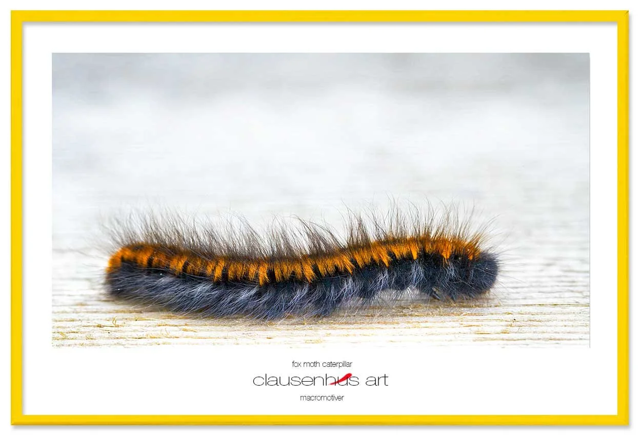 fox-moth-caterpillar-copy.jpg