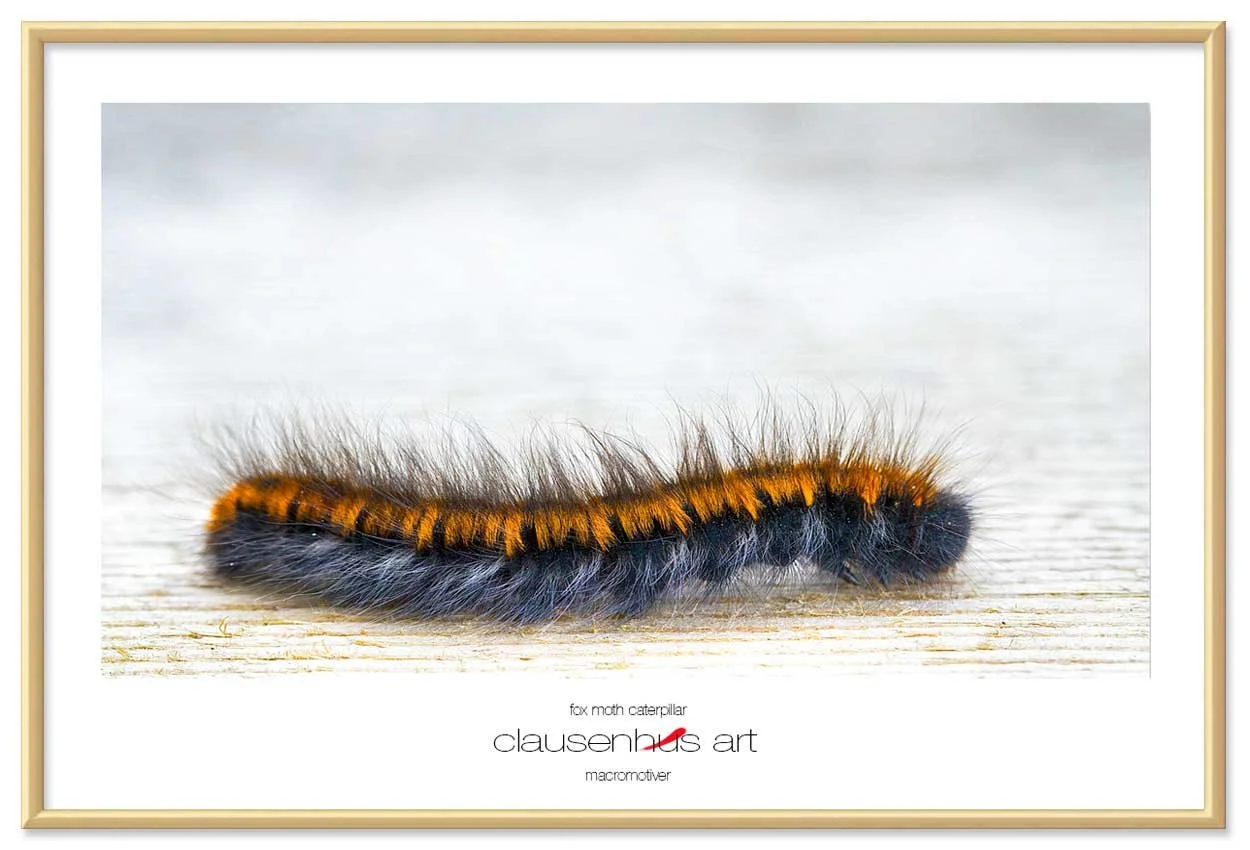 fox-moth-caterpillar-copy.jpg