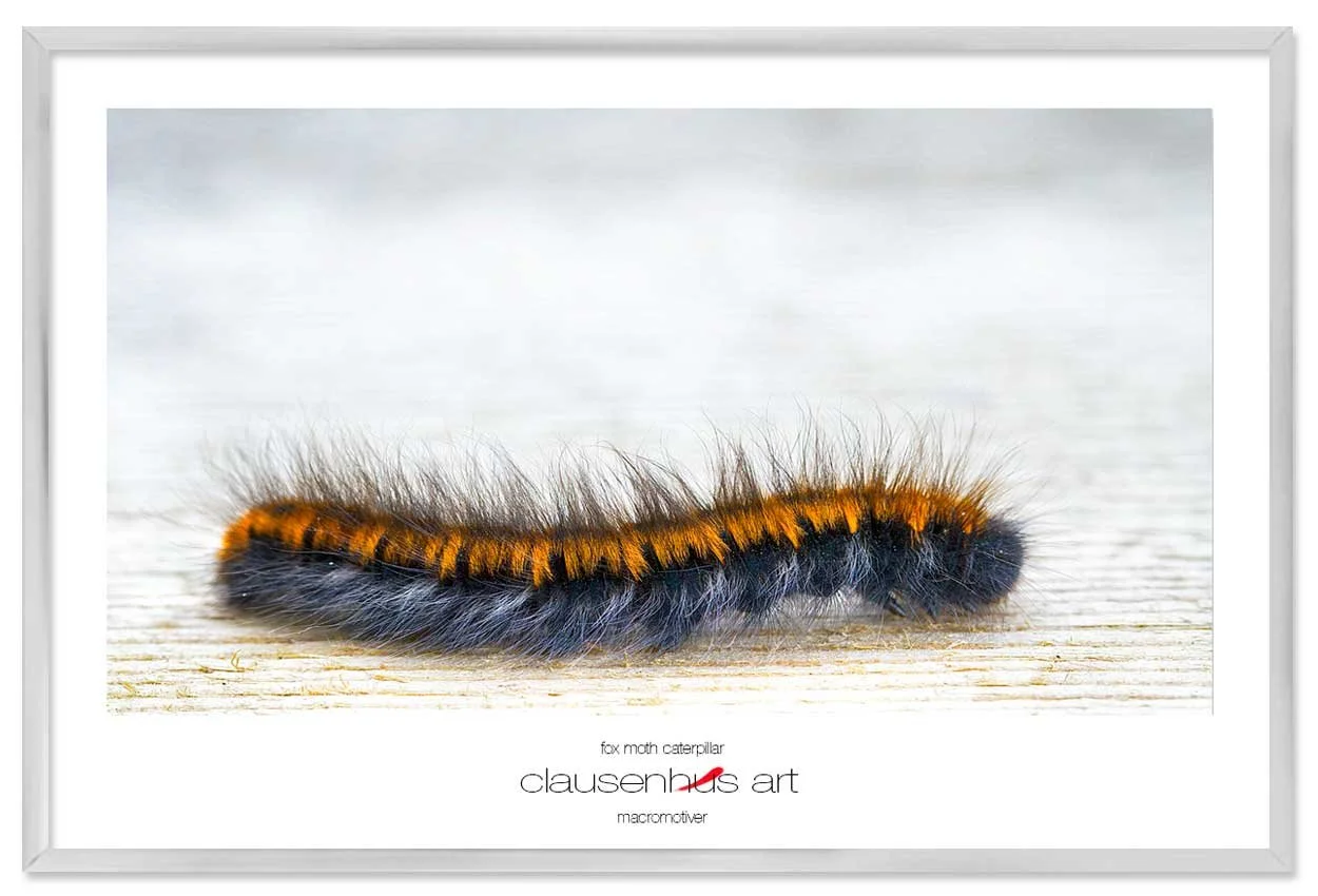 fox-moth-caterpillar-copy.jpg