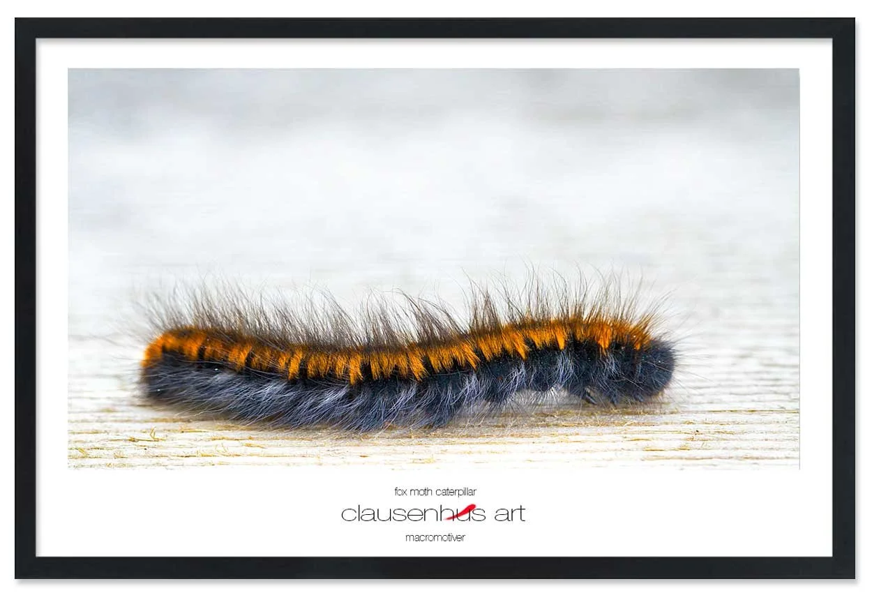 fox-moth-caterpillar-copy.jpg
