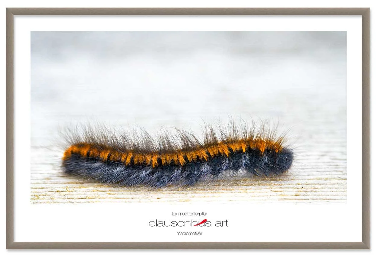 fox-moth-caterpillar-copy.jpg
