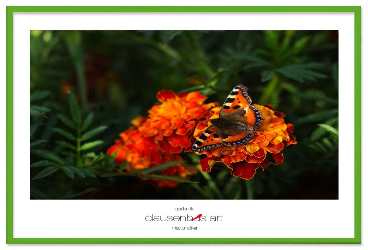 garden-life-copy.jpg