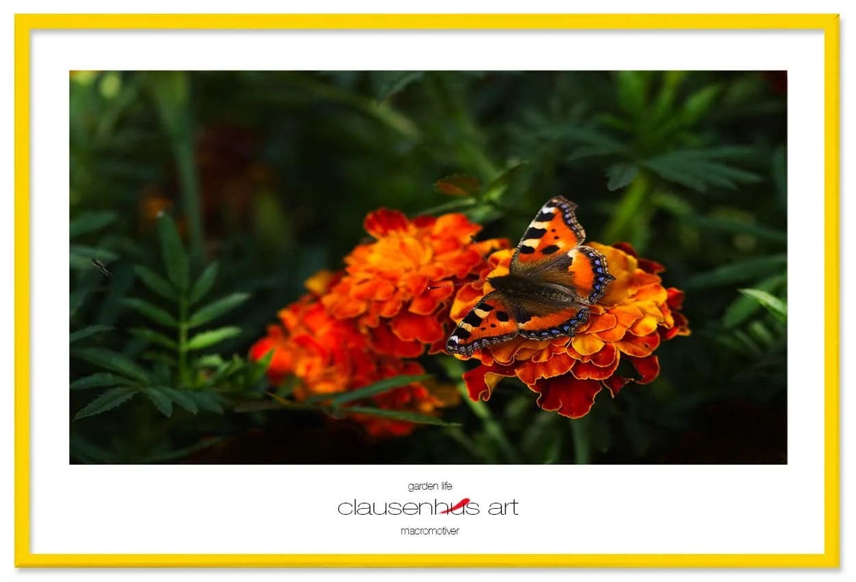 garden-life-copy.jpg