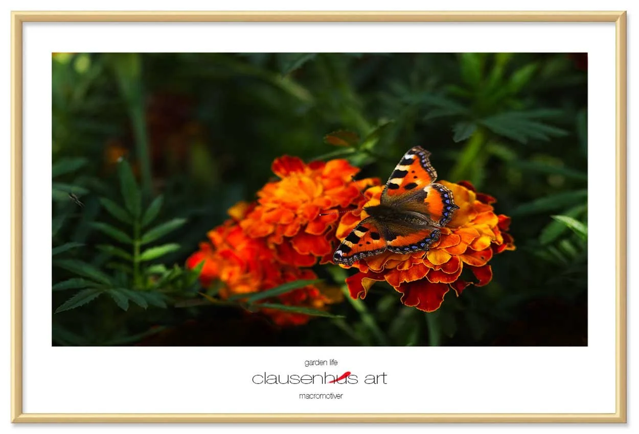 garden-life-copy.jpg