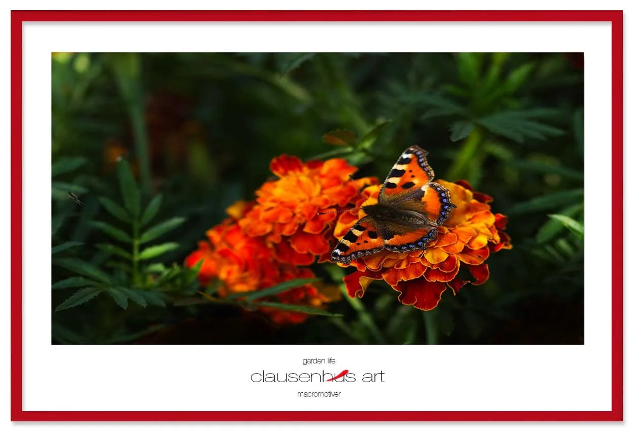 garden-life-copy.jpg