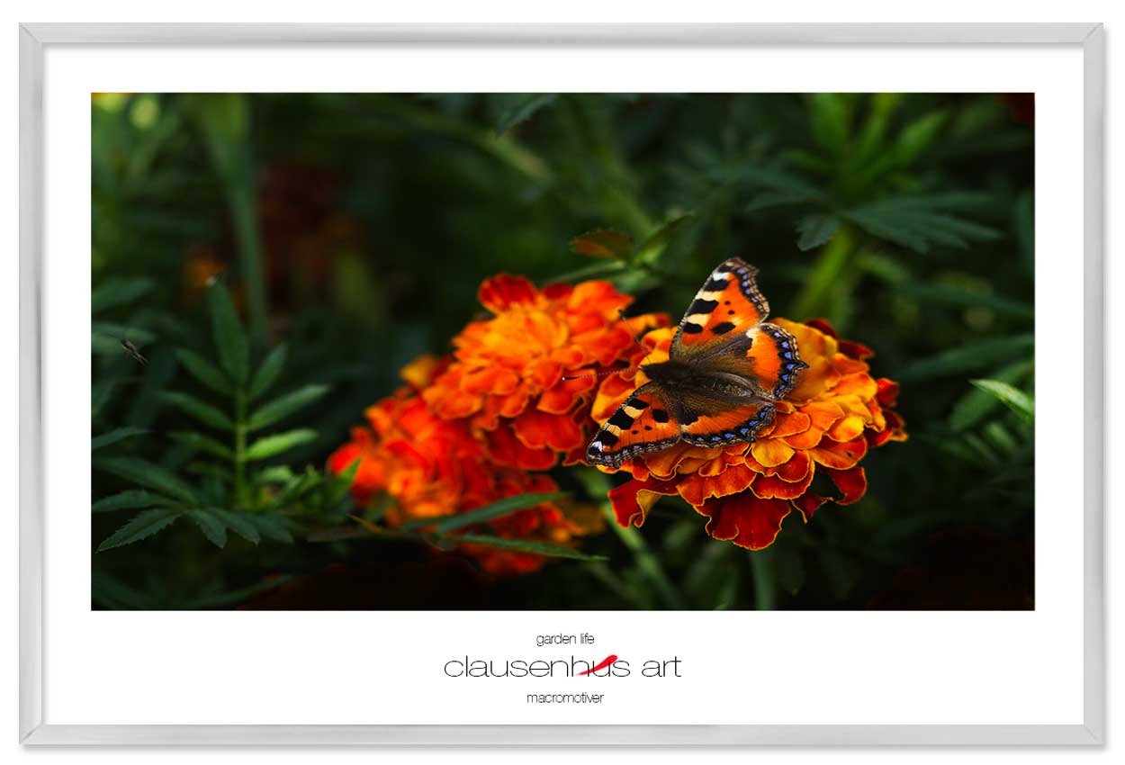 garden-life-copy.jpg