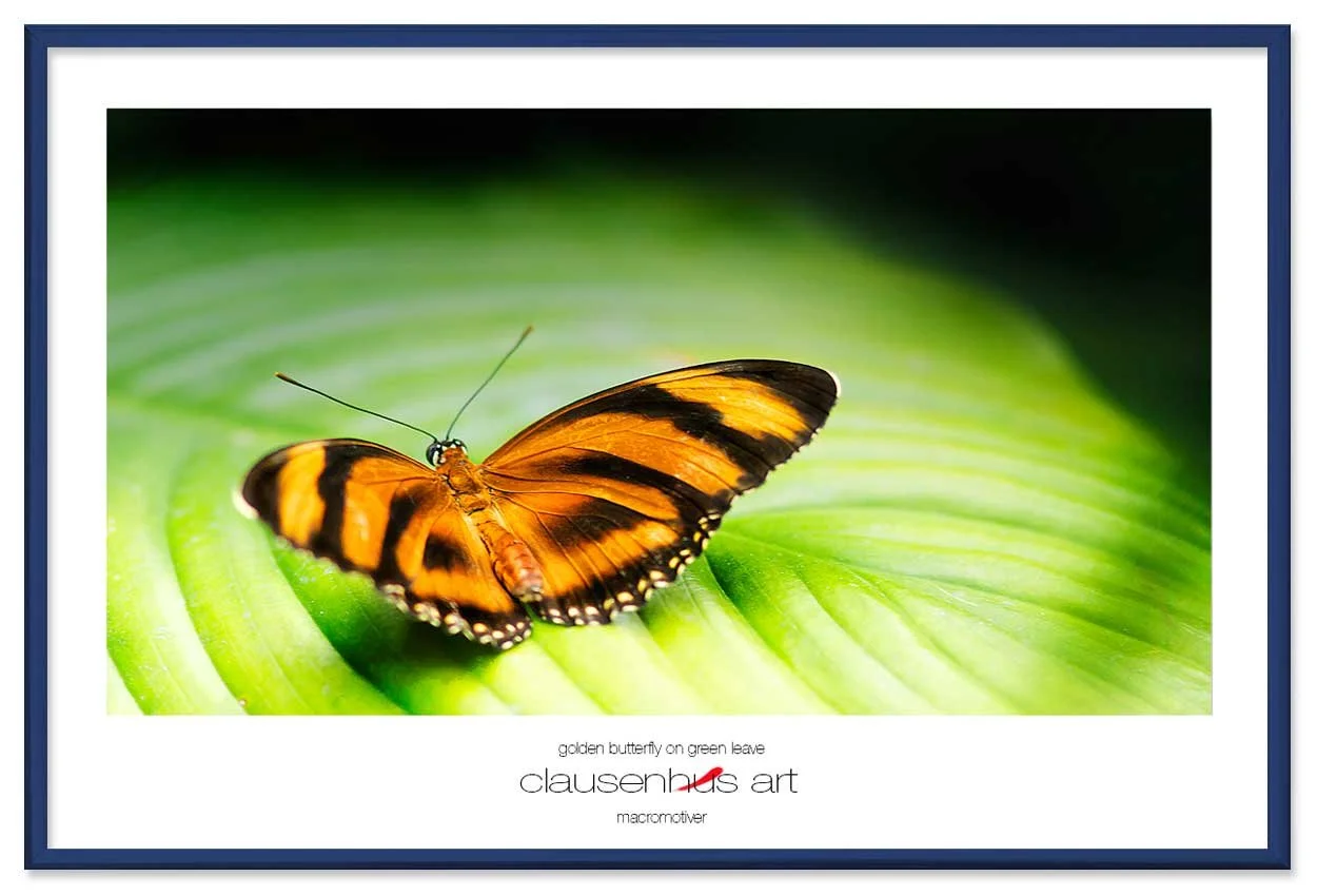 golden-butterfly-on-green-leave-copy.jpg