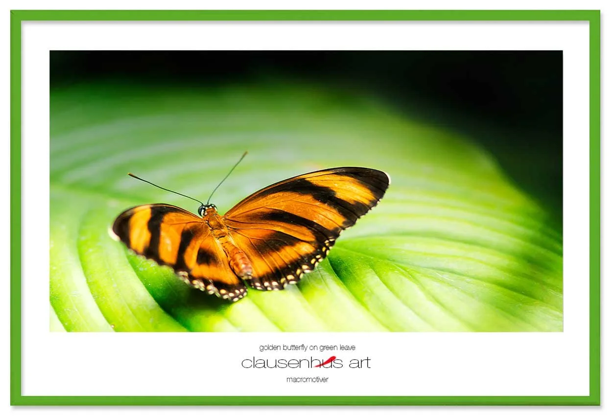 golden-butterfly-on-green-leave-copy.jpg