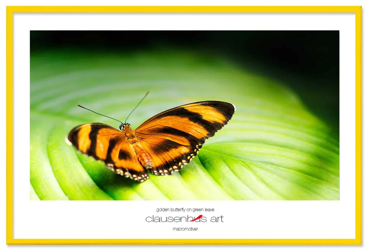 golden-butterfly-on-green-leave-copy.jpg