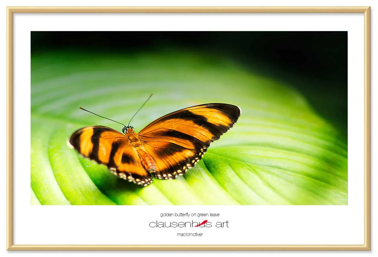 golden-butterfly-on-green-leave-copy.jpg